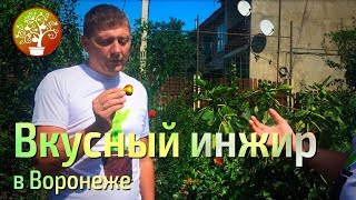 Пробуем инжир выращенный в Воронеже