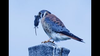 KESTREL MALE WITH PREY, 2041 MON. OCT. 09, 2023 8402 8411 CC