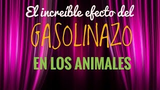 EL INCREÍBLE efecto gasolinazo en los animales - Lokepienza-