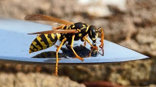 Waldwespe Dolichovespula sylvestris (richtig Vespula germanica) vs  Feldwespe  Polistes dominula