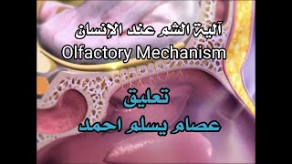 آلية الشم عند الإنسان Olfactory Mechanism