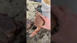 Giant crabs 🦀😨😱