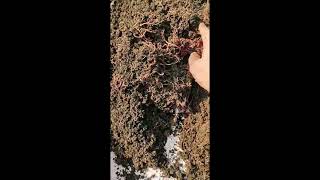 Vermiculture|| Earthworm for vermicomposting #shorts