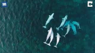 Inúmeras baleias belugas são filmadas em um canal no Canadá - Veja!