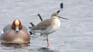 Catcott Lows - Spotted Redshank