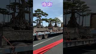 Chiến binh đây rồi #yeucay #bonsaitree #shortvideo