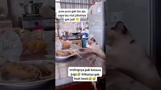 Lirikan Matanya Itu Lho #funny #cat #hewankucing #memes #kucinglucuiimut