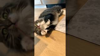 Cute Kitten Playing! 😍 #cat #kittens #cutecat #funnycats #funnykittens #funny #cute