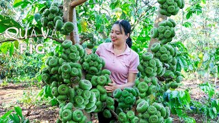 Lucia Harvesting QUẢ VẢ To Market Sell   Vegetable gardening! Lucia's daily life