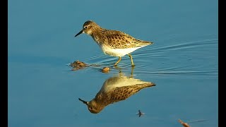 Least Sandpiper  -  Pat O'Neil Bird ID's