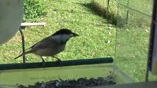 Chickadee Drive Thru at an Acrylic Window Bird Feeder