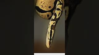 Snake video| Non-venomous #short #shorts#youtubeshorts#ytshorts#animals#reptile#snakes #snakevideo