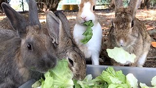 The rabbits on this island are so hungry!