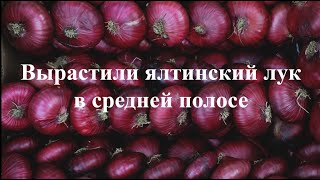 Ялтинский лук в средней полосе. Как вырастить ялтинский лук в средней полосе.