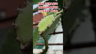 THE SAN IGNACIO DRAGON  FRUIT | FIIRST BUDS #shorts #dragonfruit #cactus