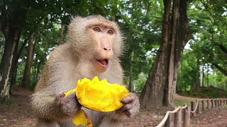 Adorable Monkey Trio Rex Romel, Brady And Action Monkey Enjoying Delicious Yellow Mangoes! 🐒💖