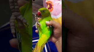 #parrots#tota#greenparrot#bolnewalatota#love#cutebird#shortsfeed#viralvideo#shorts#trendingshorts#yt