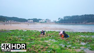 천리포 해수욕장, 갯벌체험 둘러보기 | 태안 한국 4K HDR