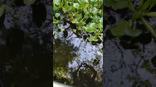 water gardening in a cute pond