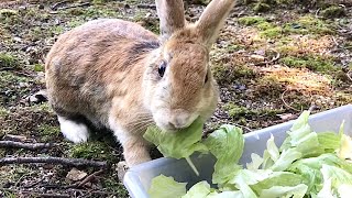 Rabbit eating vegetables in a hurry while keeping an eye on its surroundings