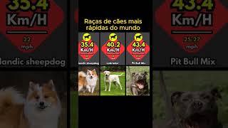 Raças de cães mais rápidas do mundo #cães #cachorro