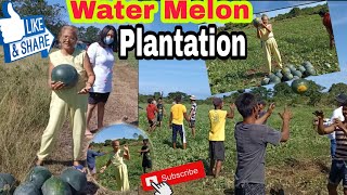 Water Melon Plantation..in Bani Pangasinan..#SuperWonderLola