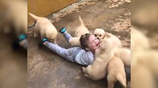 Toddler Gleefully Rolls on the Ground with a Bunch of Puppies