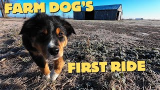 Smudge's first tractor ride!