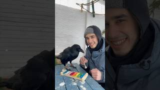 Музыкальных дел смастерил #animal #воронгоша #aboutbirds #crow #raven #birdtraining #trainingravens