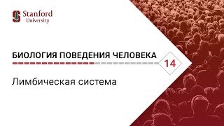 Биология поведения человека: Лекция #14. Лимбическая система [Роберт Сапольски, 2010. Стэнфорд]