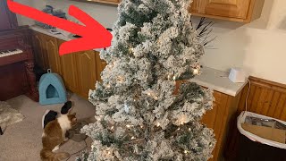 One Thing I Don't Like About Best Choice Christmas Tree