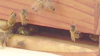 Honey Bees   Week 1