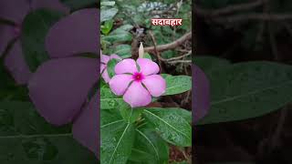 पौधों से और जुड़ी जानकारी के लिए चैनल को सब्सक्राइब करें #sadabaharplant #gardening #flowers #nature