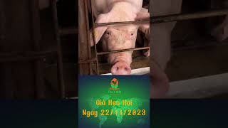 Giá Heo Hơi Ngày 22/11/2023 #tintuc #animals #channuoi #farm #pig #shorts  #chicken #tintucchannuoi