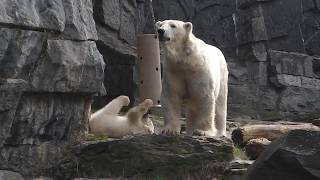 Eisbären Tonya und Hertha - Tierpark Berlin