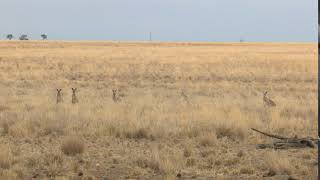 Footage of a mob of Kangaroos in the outback down under!