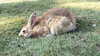 Flattening Bunny