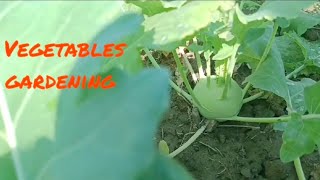 Vegetables gardening at home #vegetables #satisfyingvideo