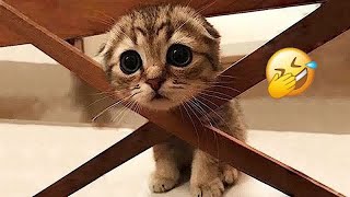 Best Funny Dogs and Cats Videos😜Funniest Animal videos 2024😿🐶