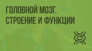 Головной мозг. Строение и функции. Видеоурок по биологии 8 класс