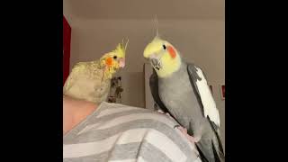 Funny parrots 🦜🤣 videos #shorts#viralvideos#funny#parrots(2)