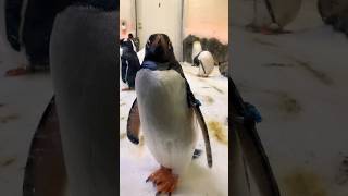 Adorable curious Penguin| Sea life Melbourne| #youtubeshorts #cute #penguin #rohitrinnie