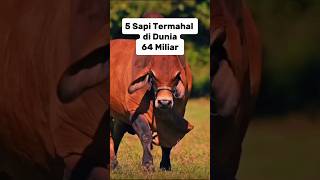 Sapi Termahal di Dunia, 64 Miliar#shorts #feedshorts