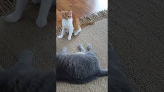 Cats Play Fighting 🤣🤣 #shorts #cats #funnyvideo #subscribe