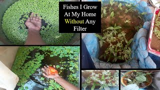 Terrace Aquariums | Fishes I Grow at home without any filters or air pump !