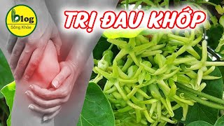 Tác dụng bất ngờ của cây hoa thiên lý đối với sức khỏe