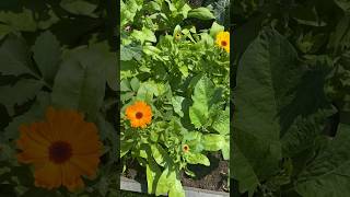 My calendulas came back again this year! #calendula #flowers #flowergarden #shorts