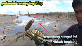 ribuan kepiting terdampar saat tambak sistem tradisional Kalimantan dikeringkan