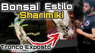 BONSAI estilo SHARIMIKI - Bonsai TRONCO EXPOSTO - ESTILOS e FORMATOS dos bonsai