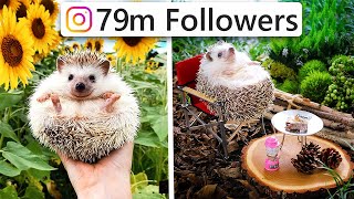 10 Most FAMOUS Animals On Social Media